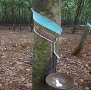 天然ゴム EUDR規制の実施がほぼ決まる